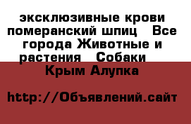 эксклюзивные крови-померанский шпиц - Все города Животные и растения » Собаки   . Крым,Алупка